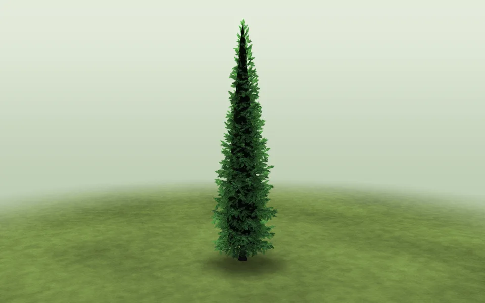 One Norway spruce, standing by itself on a lawn