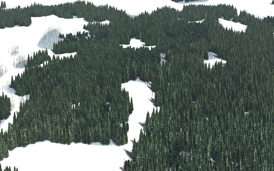 The same wood in winter: snow on the ground and on the spruce, the larch bare